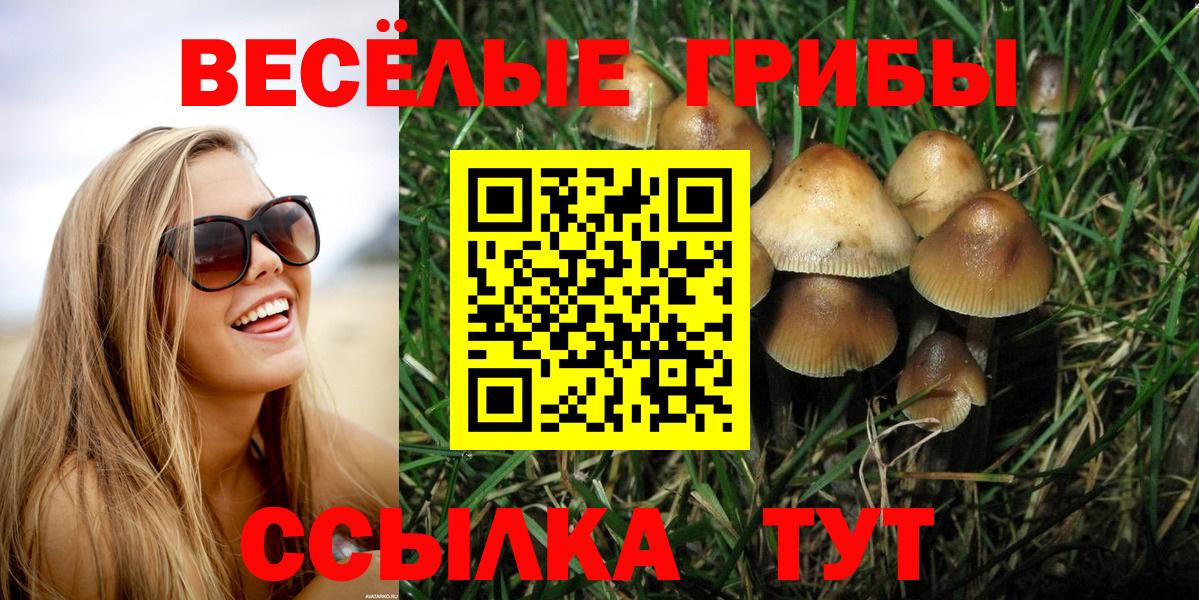 магазин    Вход с VPN  Кудрово  Псилоцибиновые грибы Psilocybine cubensis 